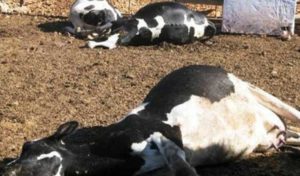 Mahdia : Des troupeaux de vaches décimés par la pénurie d’eau à Sidi Alouane