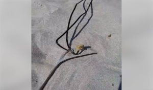 Tunisie – Kerkouane : Un câble électrique sur la plage