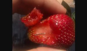 Australie – aiguille dans les fraises : Arrestation d’un garçon après avoir admis son délit