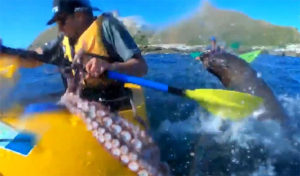 La vidéo d’une otarie qui attaque un kayakiste avec un poulpe devient viral