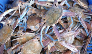 Tunisie : Le crabe bleu, longtemps redouté, devient une ressource économique