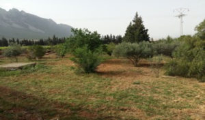 L’Etat récupère ses terres squattées à Ben Arous et Tozeur