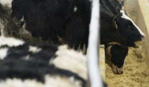 Aucun cas de vache folle n’a été détecté en Tunisie