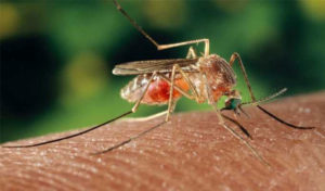 Une étude montre que les moustiques sont attirés par certains peaux que d’autres