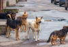 Chiens errants en Tunisie : “l’abattage n’est pas une option sauf pour protéger les citoyens”