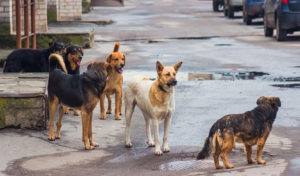 Manifestation à Tunis : appel au président pour stopper les opérations de chasse aux chiens errants