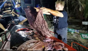 Philippines : Une baleine morte faim avec un estomac rempli de 40 kg de plastiques