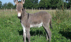 Tunisie : Un homme coupe la patte d’une ânesse pour avoir mangé de l’herbe de sa terre