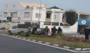 Tunisie : Contrairement aux rumeurs, les palmiers n’ont pas été déterrés