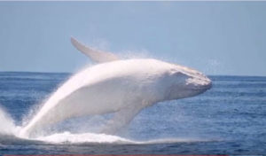 Norvège : Une baleine aurait été entraînée par l’armée russe