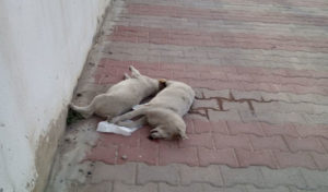 La lutte contre les chiens errants en Tunisie : entre stérilisation et chasse