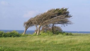 Tunisie – Alerte météo: Des vents forts à très forts persisteront dimanche et demain lundi
