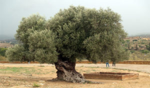 Tunisie : Des oliviers endommagés par la grêle