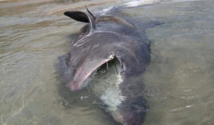 Tunisie : Un requin capturé par les pêcheurs de Cap Negro
