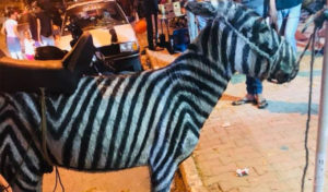 Tunisie : Un âne peint en zèbre suscite l’indignation des internautes