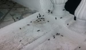 Comment éloigner les cigales de manière naturelle ?