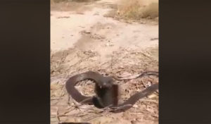 Tunisie : Découverte d’un cobra près d’un tribunal