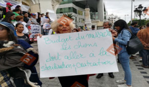 Tunisie : La chercheure Faouzia Mamoghli appelle à réserver le budget de l’abattage à la stérilisation