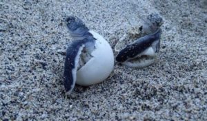 Mahdia: Eclosion d’œufs de tortue verte… phénomène rare à Rejiche
