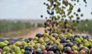 Sidi Bouzid: Protestations contre le prix de vente des olives