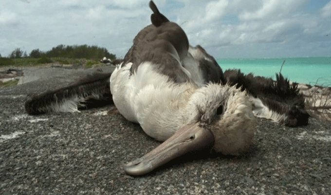 Les Albatros retrouvés morts à Hammam Sousse ne sont pas infectés par la grippe aviaire