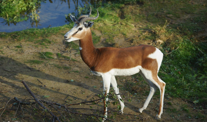 Tunisie: Disparition du dernier spécimen de la Gazelle Mohrr au parc national de Bouhedma