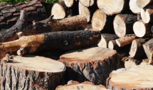 Ain Draham : Saisie d’une grande quantité de bois de hêtre