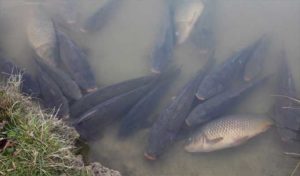 Zaghouan : La mortalité des carpes au barrage de Bir Mcharga due aux phytoplanctons
