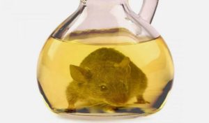 Tunisie : Une souris dans une bouteille d’huile, le démenti