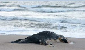Tunisie: Des cadavres de bovins trouvés sur les plages de Kalâat el-Andalous