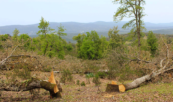 Tunisie : Deux jeunes inhalent de la colle forte et mettent le feu à la forêt