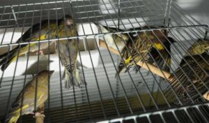Jendouba: Des oiseaux de contrebande saisis à Tabarka