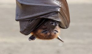 Réapparition d’un nouveau virus mortel transmis par les chauves-souris ?
