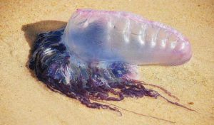 Tunisie: Découverte d’une espèce de méduse “dangereuse” sur la plage d’Amilcar à Sidi Bousaïd