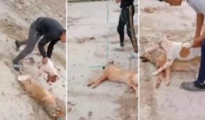 Tunisie : Poursuivis en justice pour avoir torturé un chien