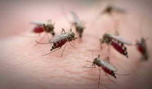 La municipalité de Tunis présente sa stratégie de lutte contre les moustiques