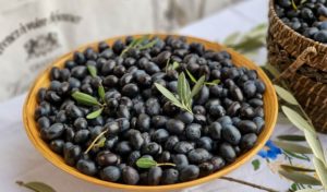 Campagne de cueillettes des olives : Dates d’ouverture et de fermeture par gouvernorat