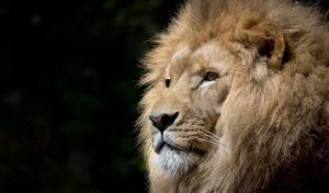 Inde : un homme se jette dans l’enclos d’un lion pour un selfie, il est tué en 10 minutes!