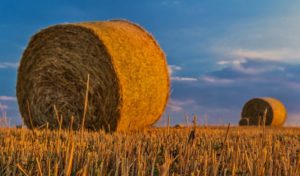 ILS ONT DIT : Une seule personne monopolise 40% de la filière blé dur