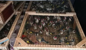 Tunisie : Mise en échec d’une tentative de contrebande de 420 oiseaux « chardonnets » déjouée