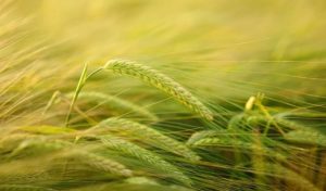 Bizerte : Déchargement d’un cargo de blé tendre
