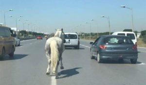 Tunisie : Un cheval sur la route de l’Aouina
