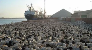 Soudan : Naufrage d’un navire transportant des moutons