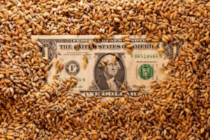 Le blé revient à son prix d’avant-guerre après l’accord entre Moscou et Kiev