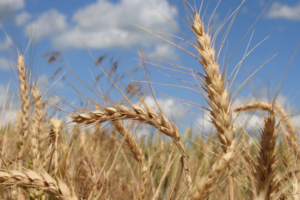 Expérience réussie : des variétés de blé italiennes surpassent les attentes, avec un record de jusqu’à 80 quintaux par hectare !