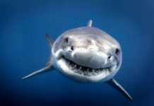 Retour du grand requin blanc en Méditerranée
