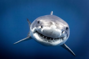 Egypte : Deuxième femme tuée par un requin en mer Rouge