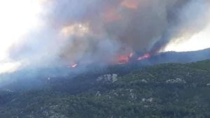 Incendie de Borj Cedria : Mise en garde contre les animaux sauvages qui traversent l’A1