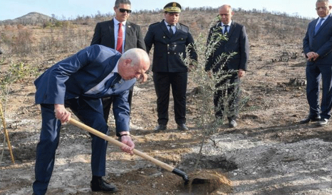 Tunisie – Fête de l’arbre: Le président Saïd plante un olivier au Mont Boukornine