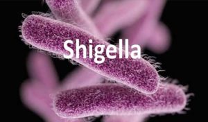 Mahdia: Une première contamination par Shigella détectée
